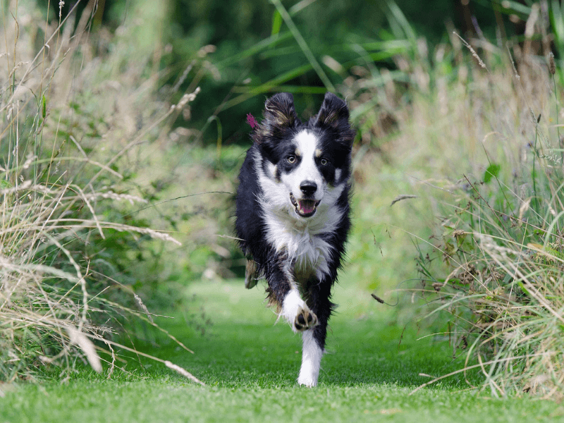 Buche deinen Termin für die FreiSchnauze Hundewiesen in Tangstedt und Ellerhoop.