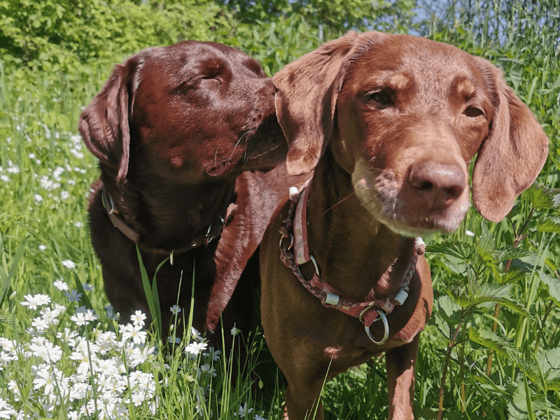 Buche deinen Termin für die FreiSchnauze Hundewiesen in Tangstedt und Ellerhoop.