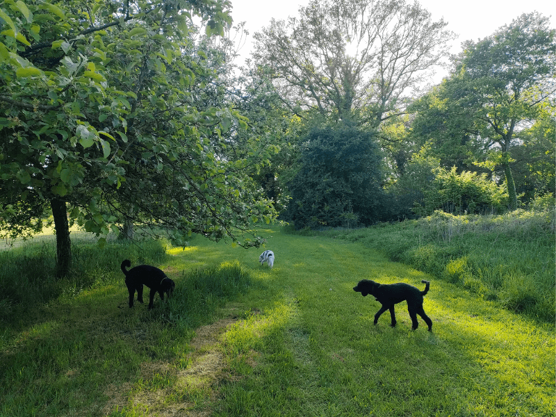 Du kannst die FreiSchnauze Hundewiesen in Tangstedt und Ellerhoop flexibel buchen – einmalig, regelmäßig und sogar ganz spontan.